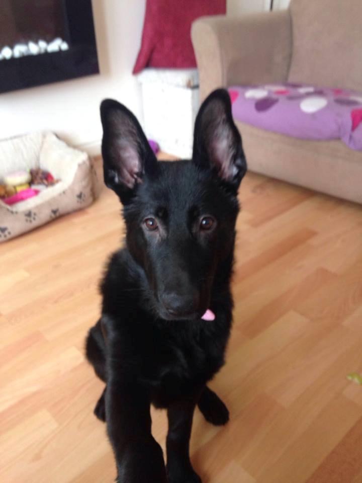 Schæferhund Bella billede 5