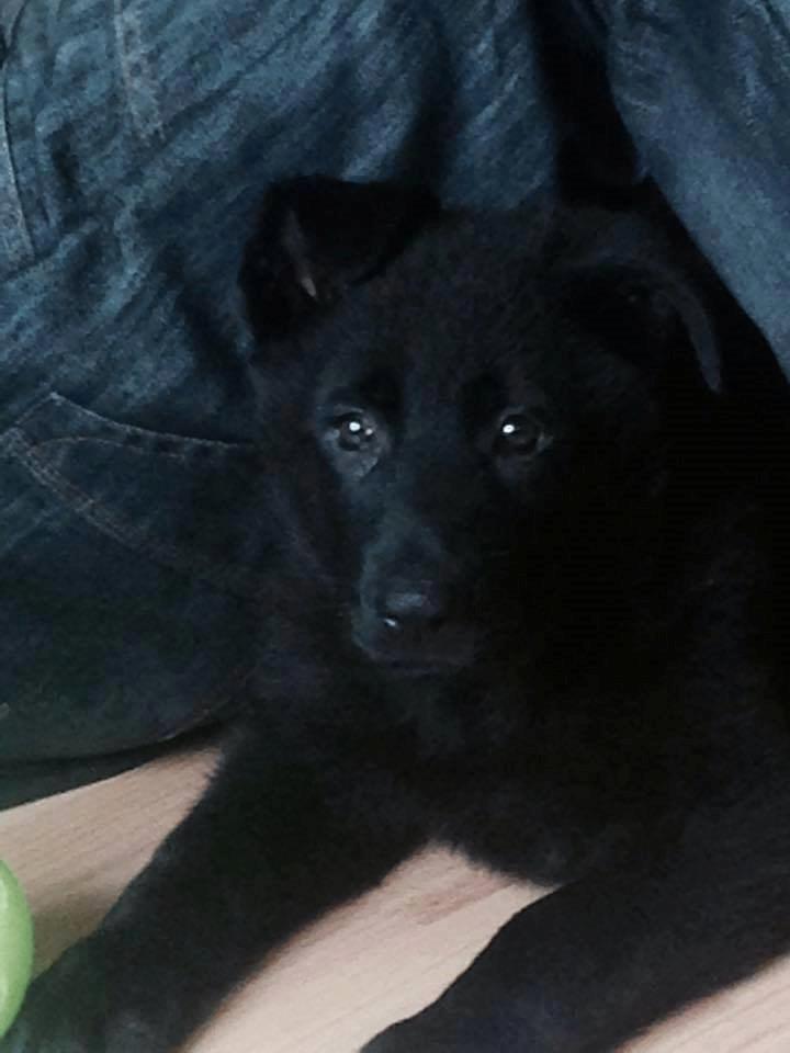 Schæferhund Bella billede 6