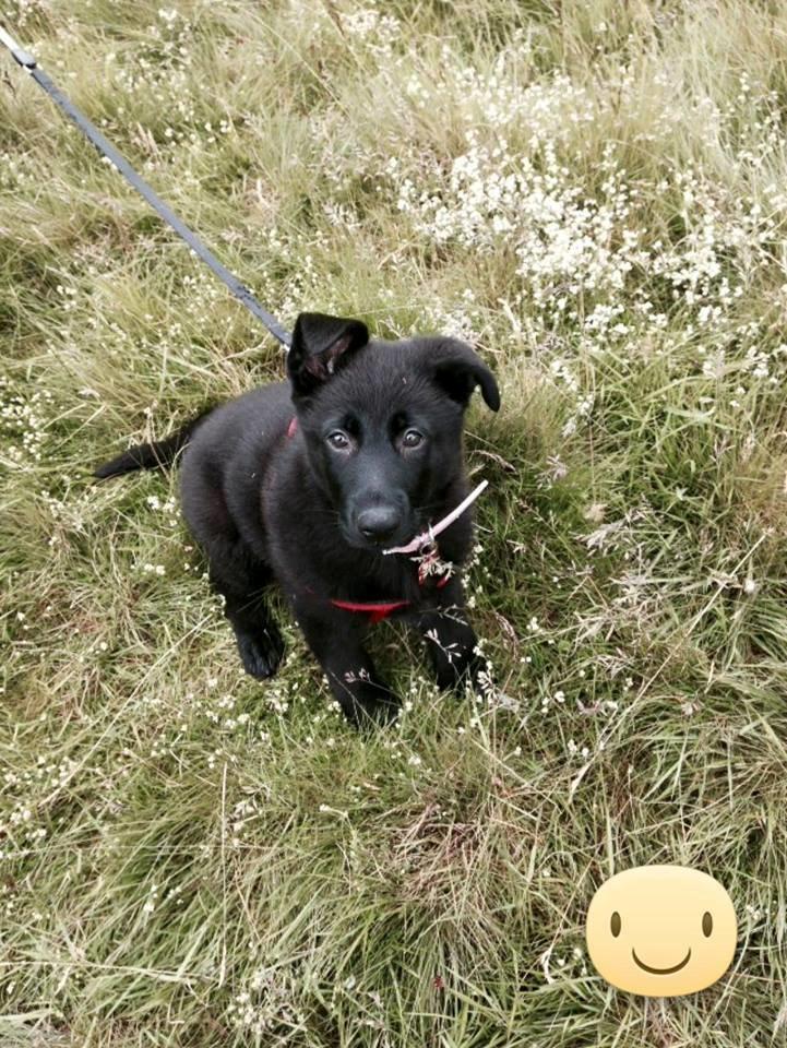 Schæferhund Bella billede 7