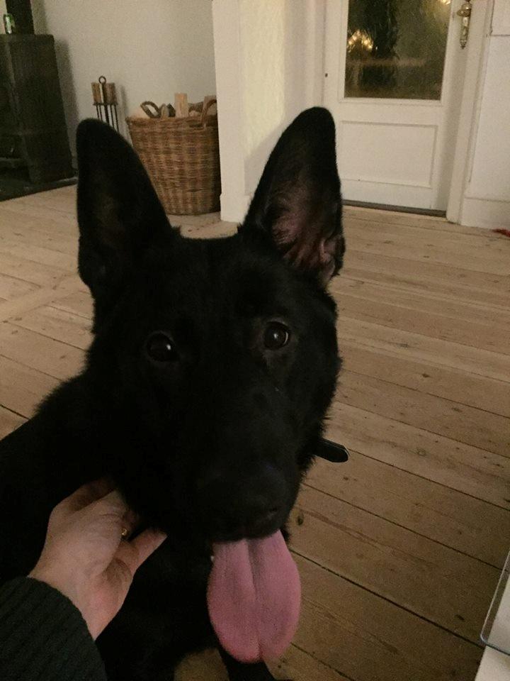 Schæferhund Bella billede 9