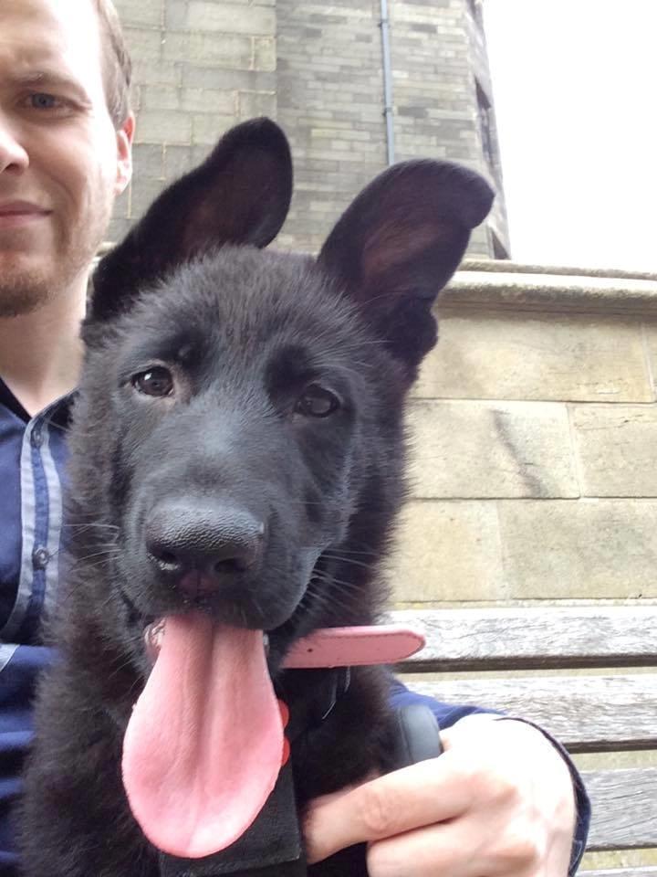 Schæferhund Bella billede 3