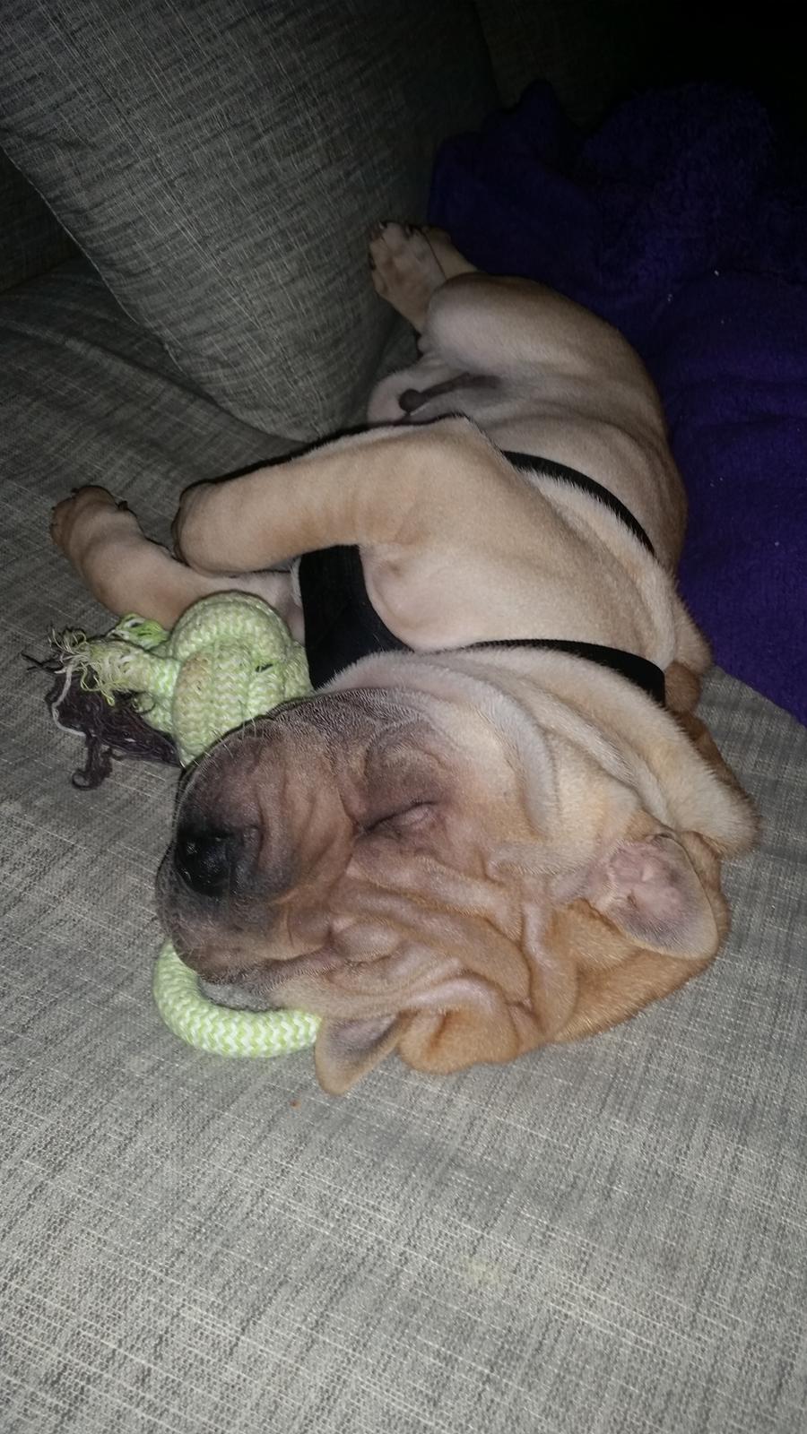 Shar pei Raffy billede 10