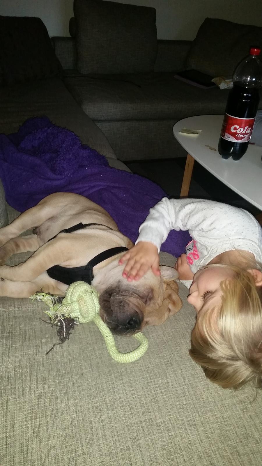 Shar pei Raffy billede 11