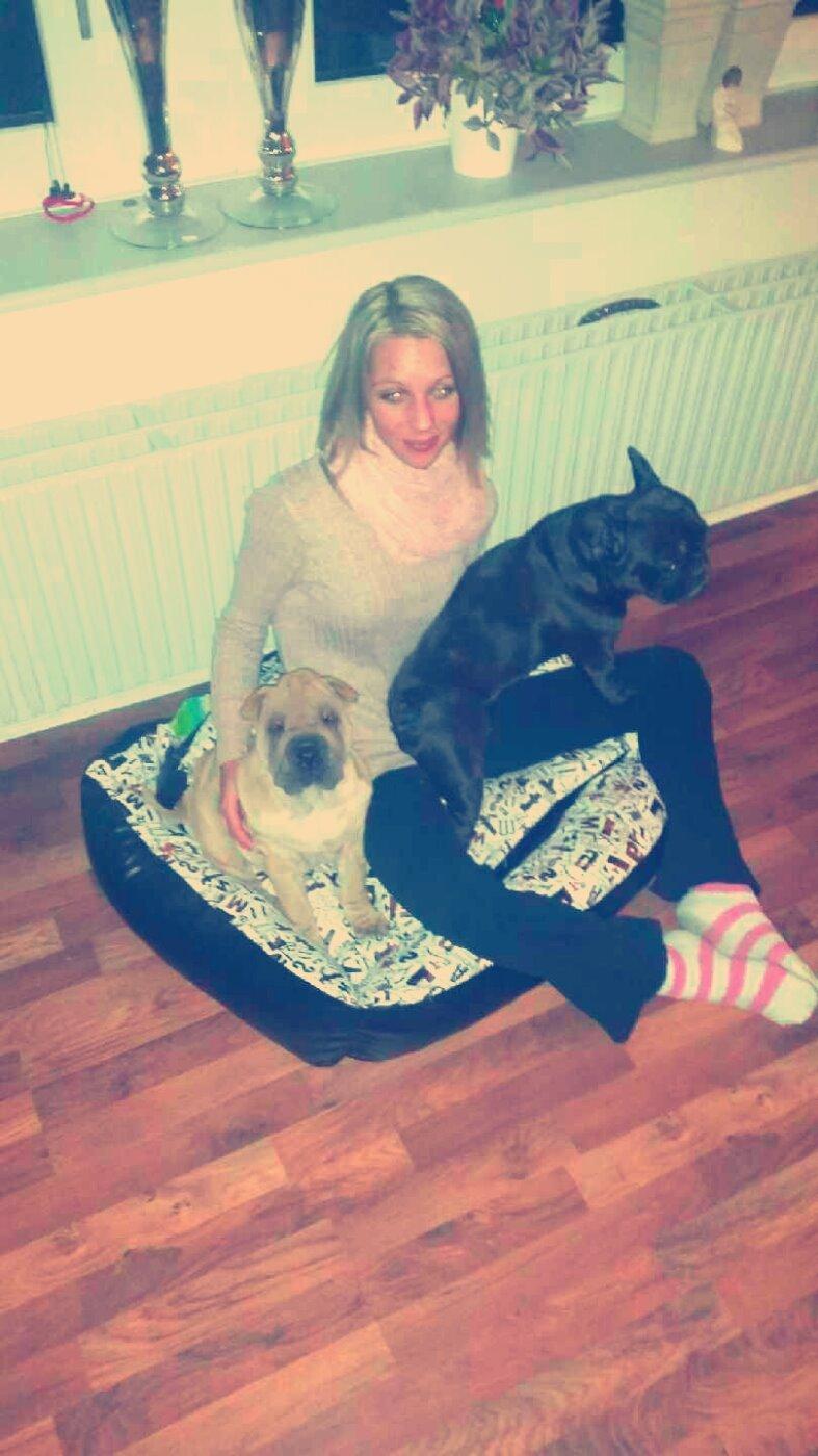 Shar pei Raffy billede 12