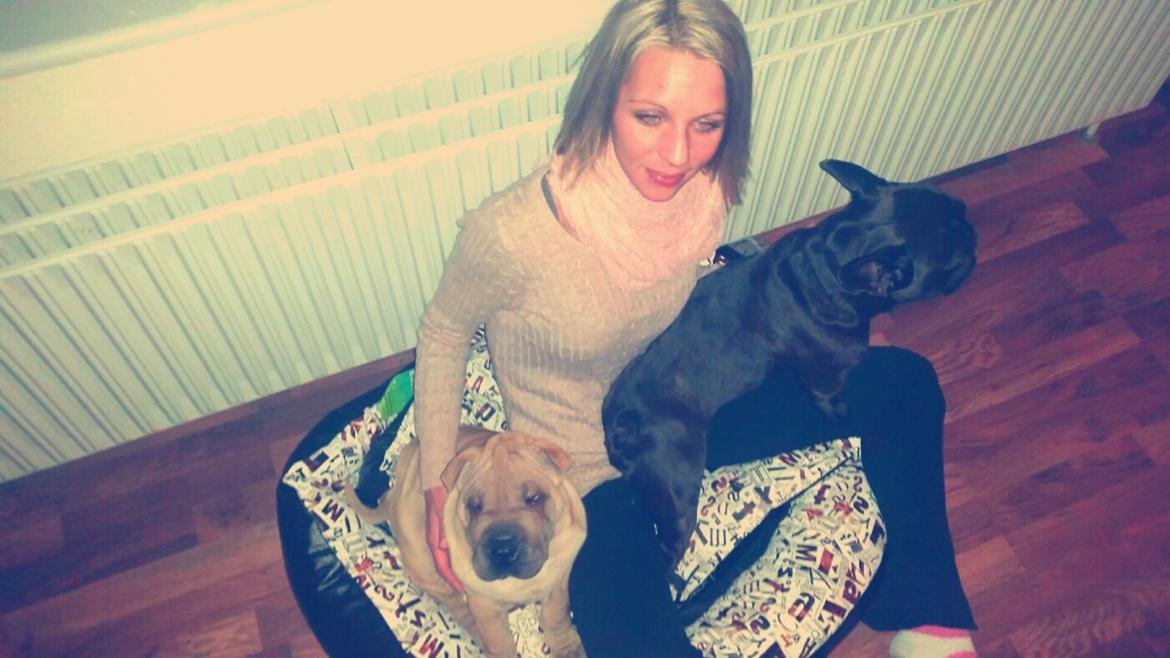 Shar pei Raffy billede 13