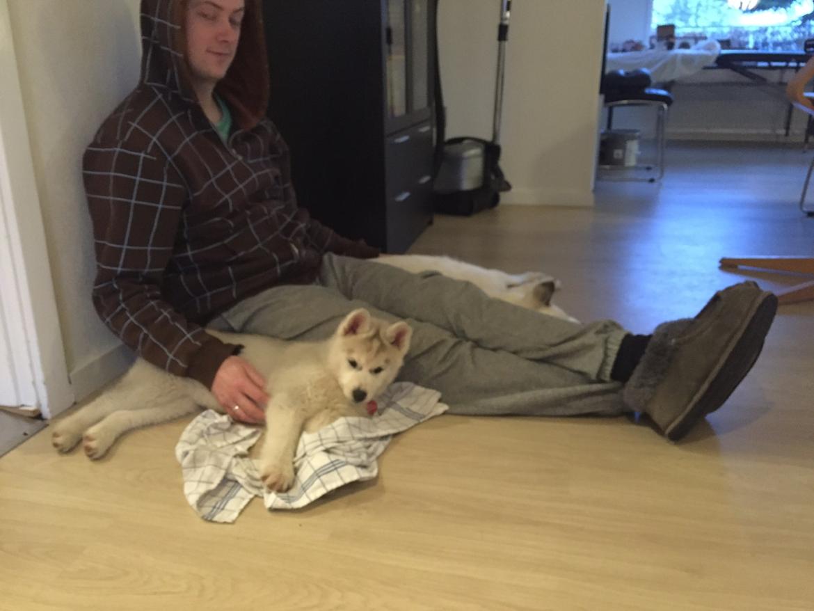 Siberian husky Girl's Talk Star'n Nordica (Penny) billede 13