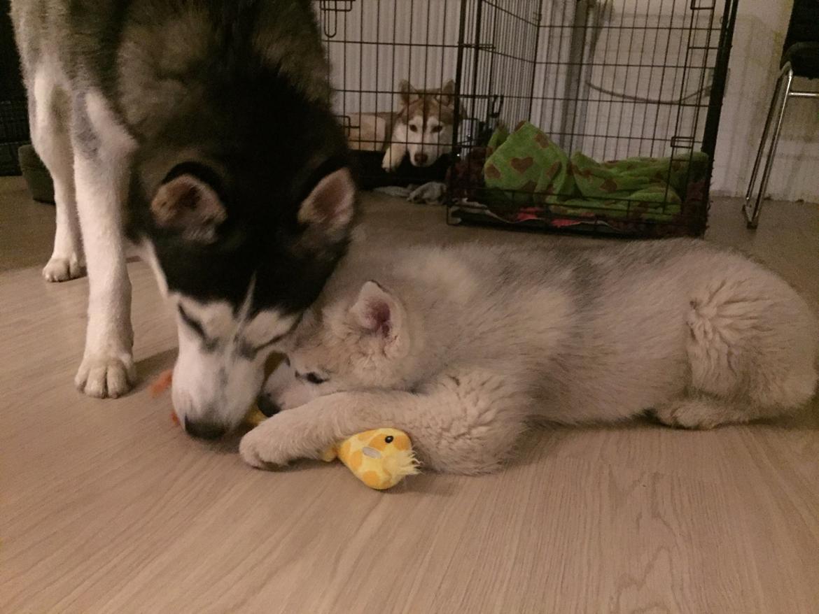 Siberian husky Girl's Talk Star'n Nordica (Penny) billede 15