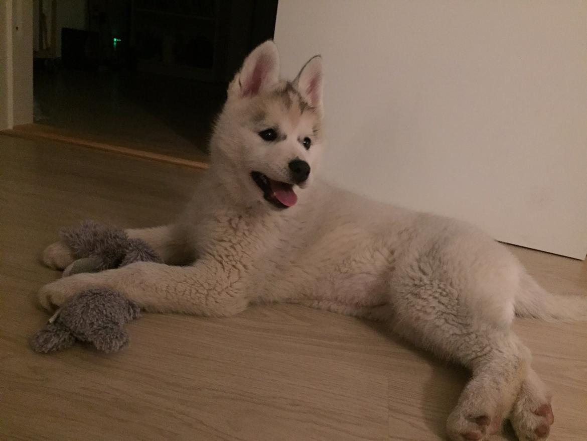 Siberian husky Girl's Talk Star'n Nordica (Penny) billede 16