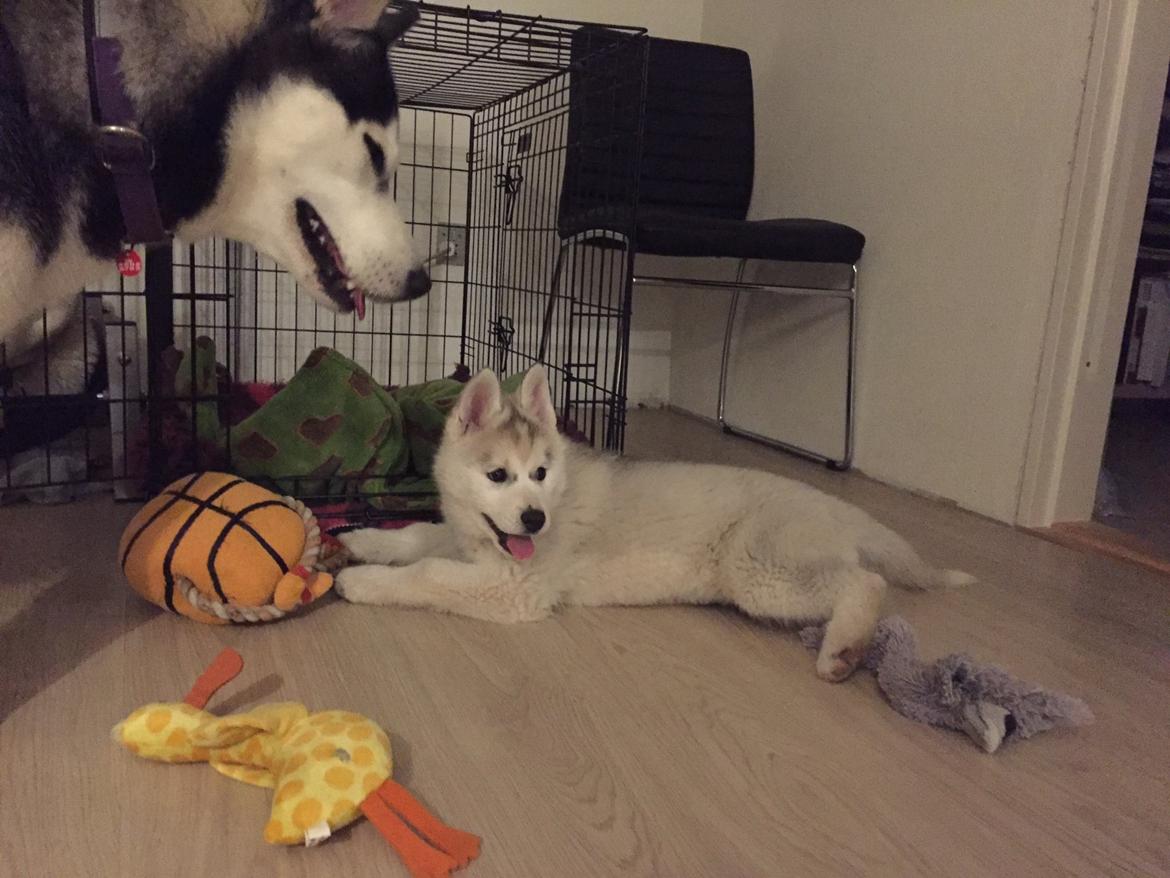 Siberian husky Girl's Talk Star'n Nordica (Penny) billede 14