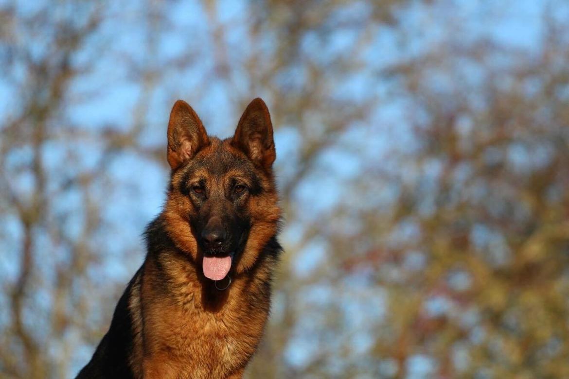 Schæferhund House dalbygaard joy billede 1