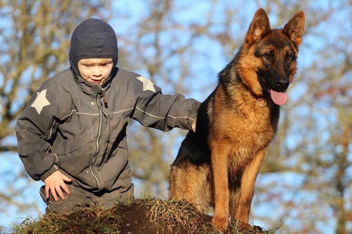 Schæferhund House dalbygaard joy billede 2