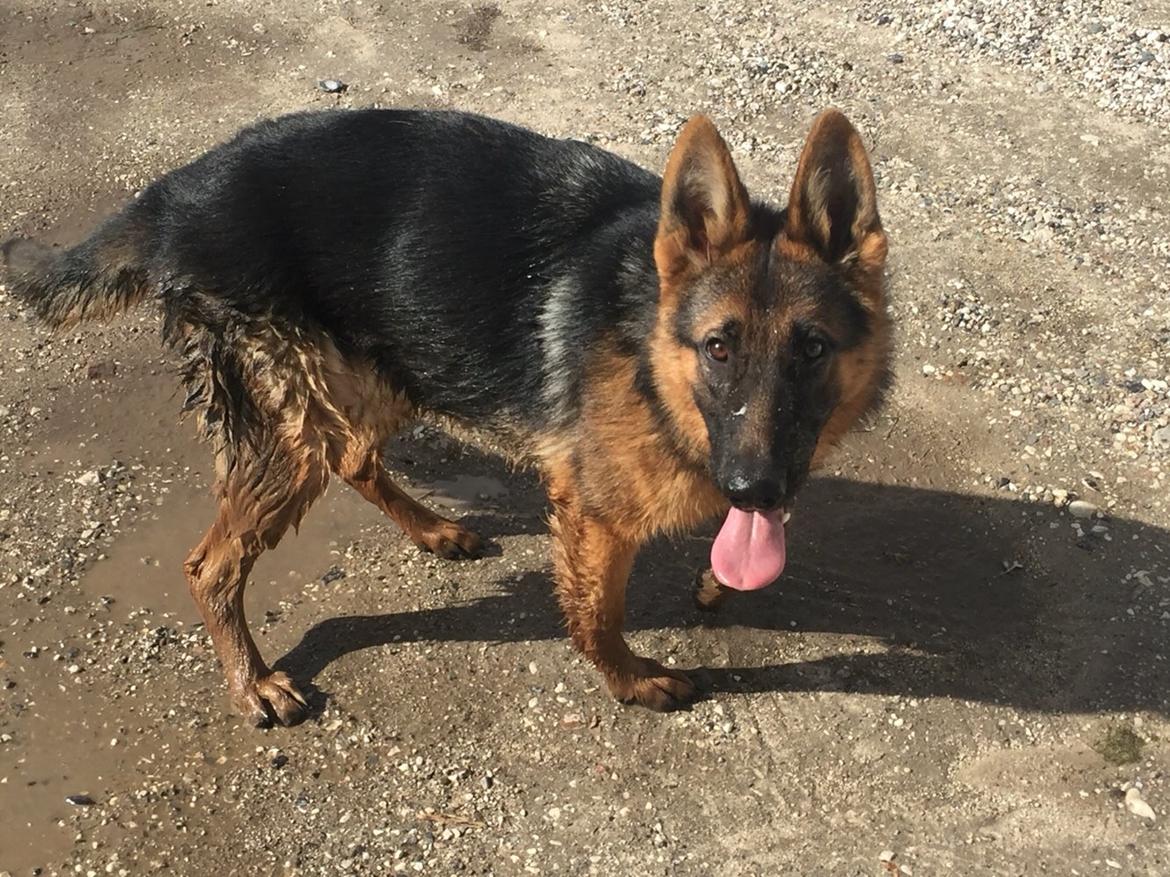 Schæferhund House dalbygaard joy billede 3