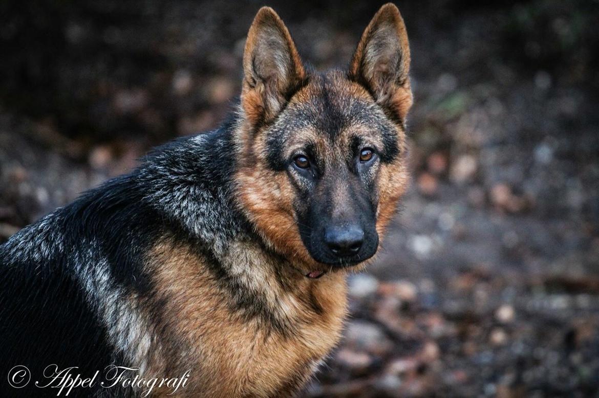 Schæferhund House dalbygaard joy billede 4