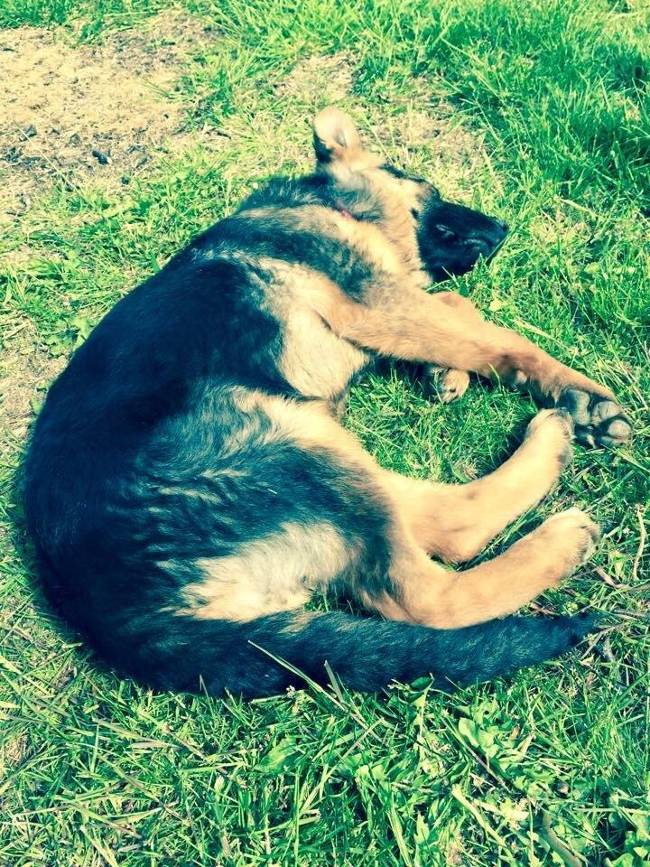 Schæferhund House dalbygaard joy billede 5