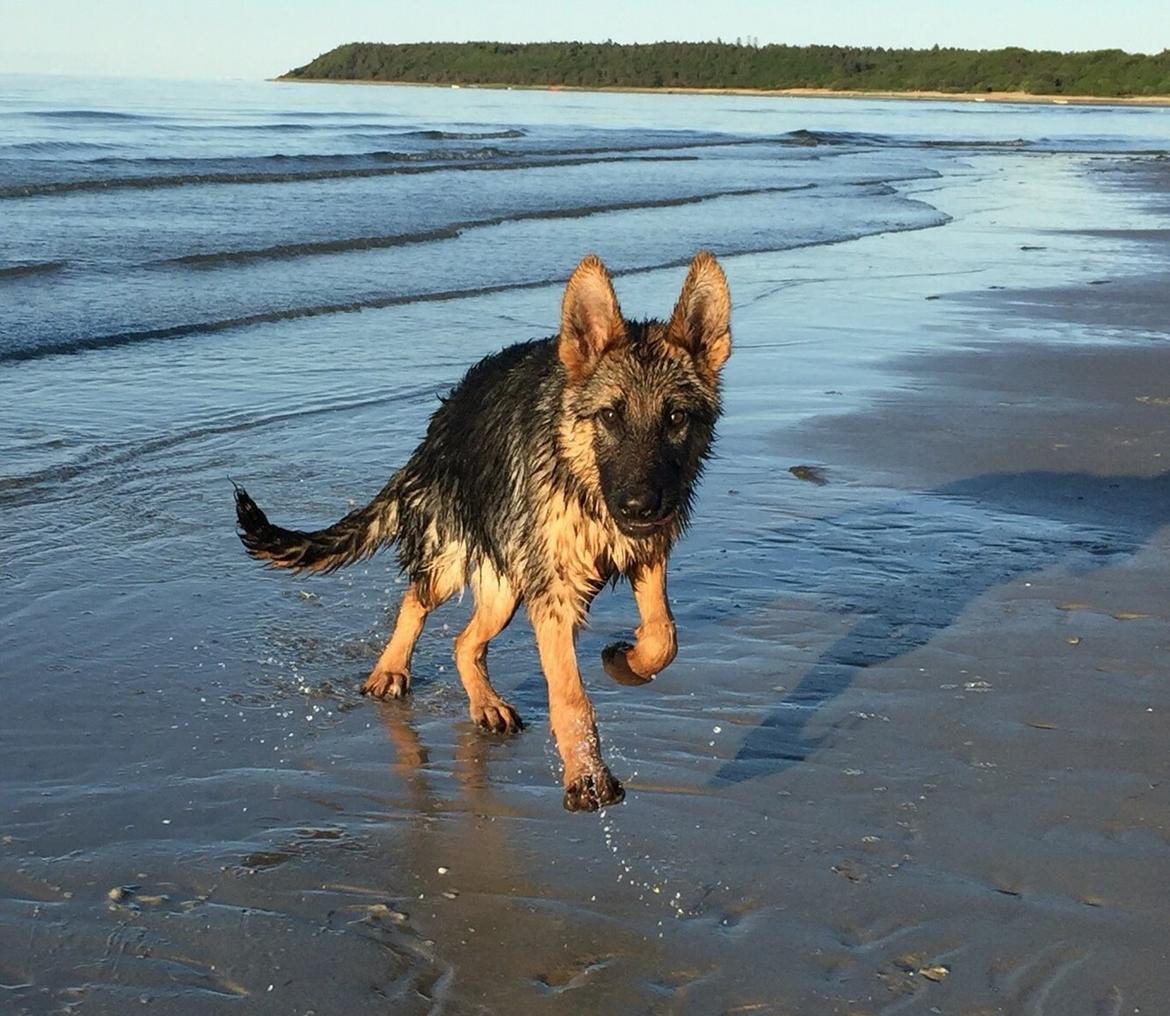 Schæferhund House dalbygaard joy billede 6