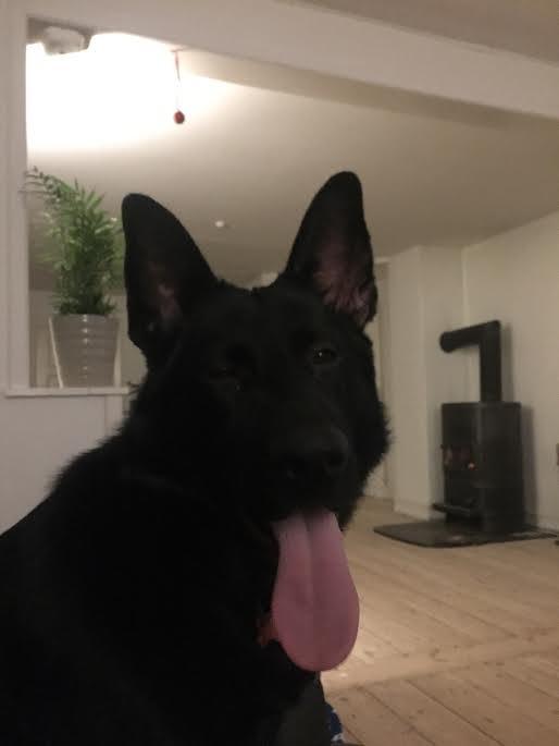 Schæferhund Bella billede 10