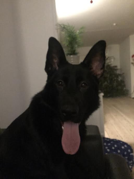 Schæferhund Bella billede 11