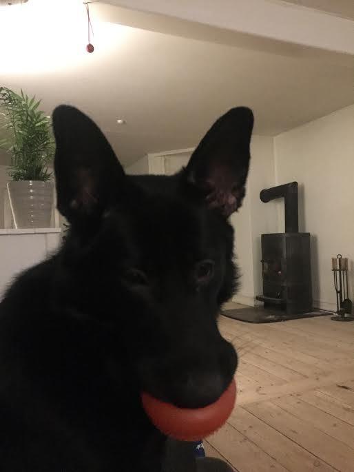 Schæferhund Bella billede 13