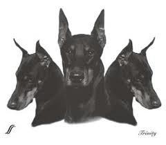 Dobermann Candy billede 2