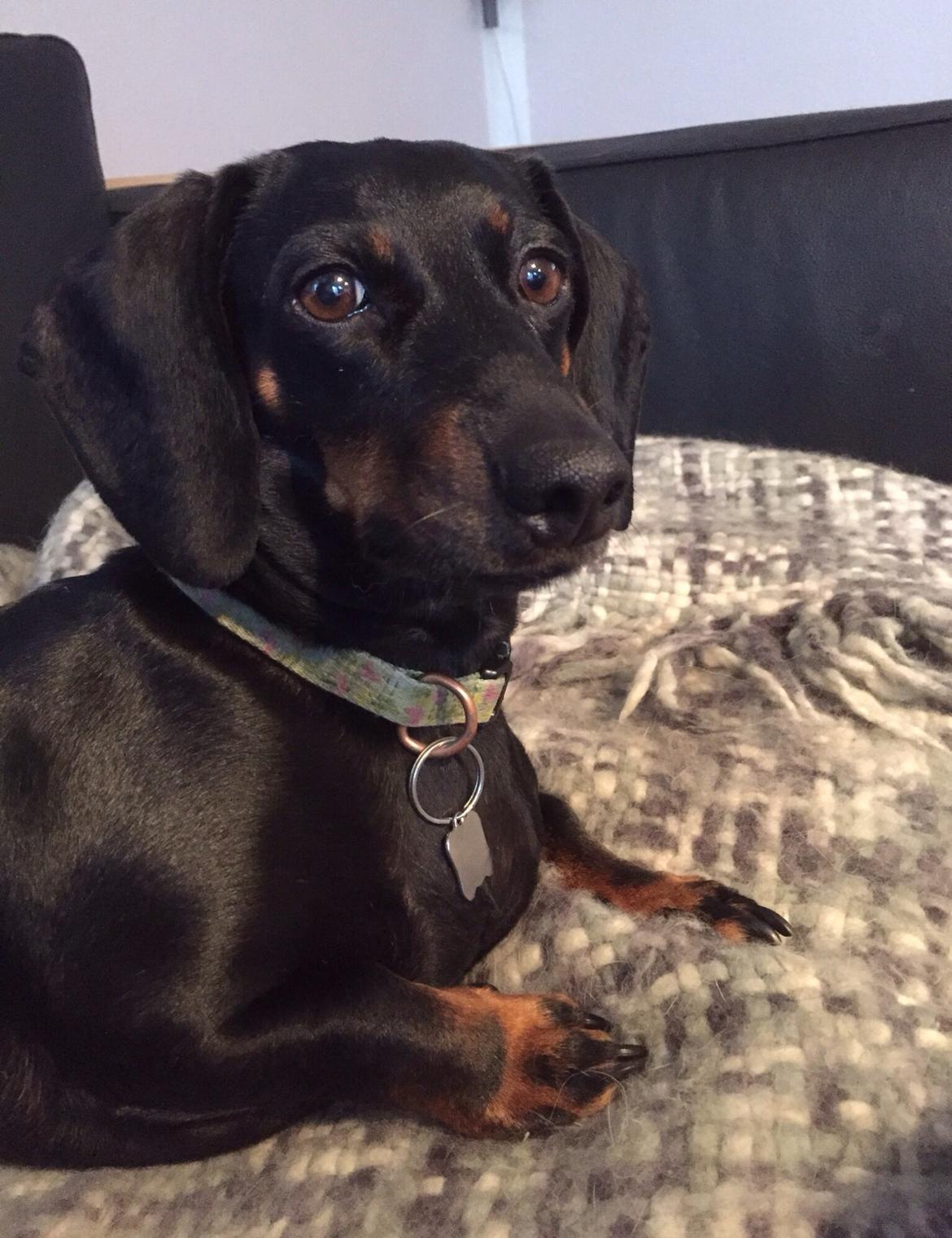 Gravhund Silje billede 2