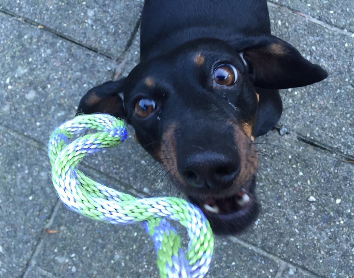 Gravhund Silje billede 3