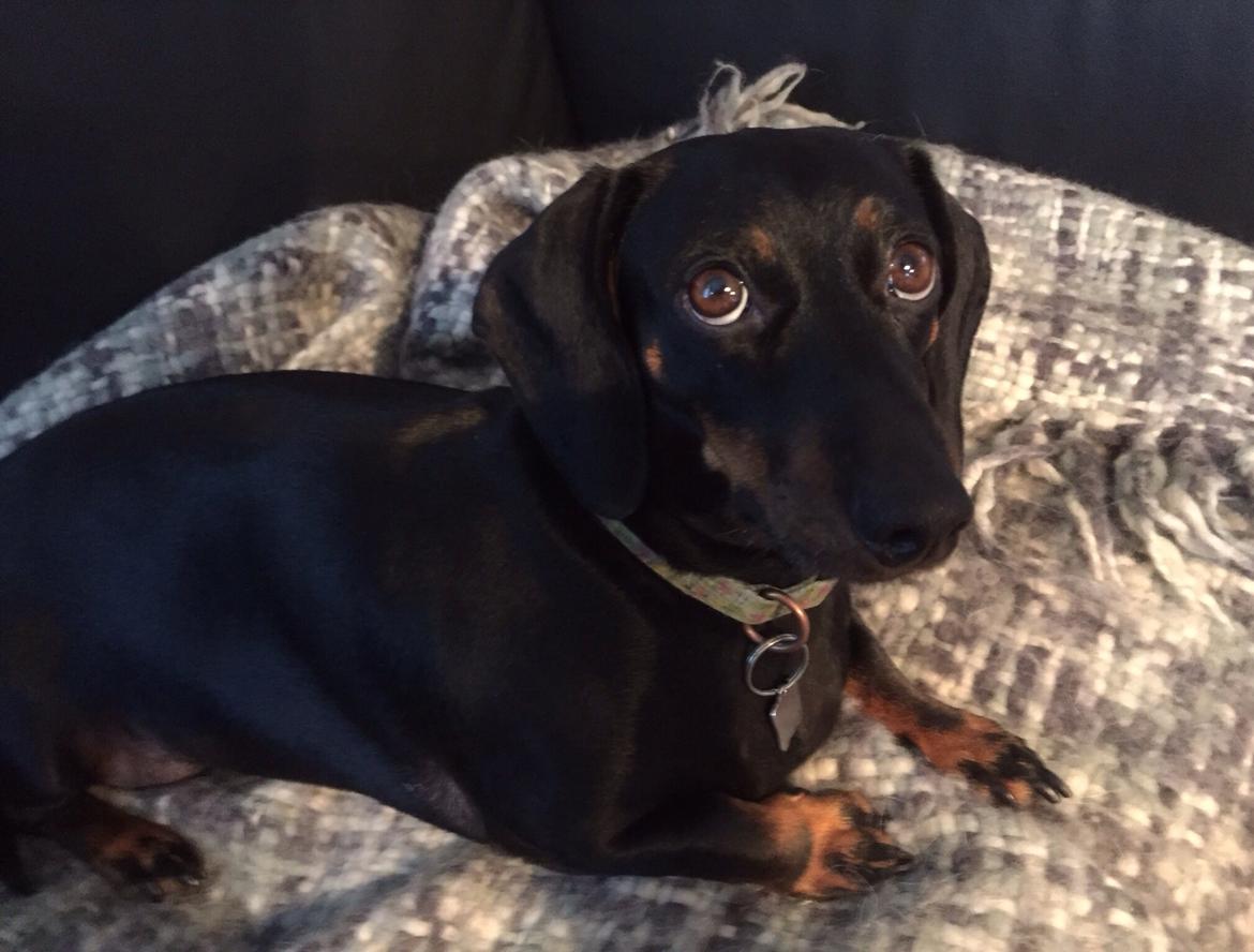 Gravhund Silje billede 5