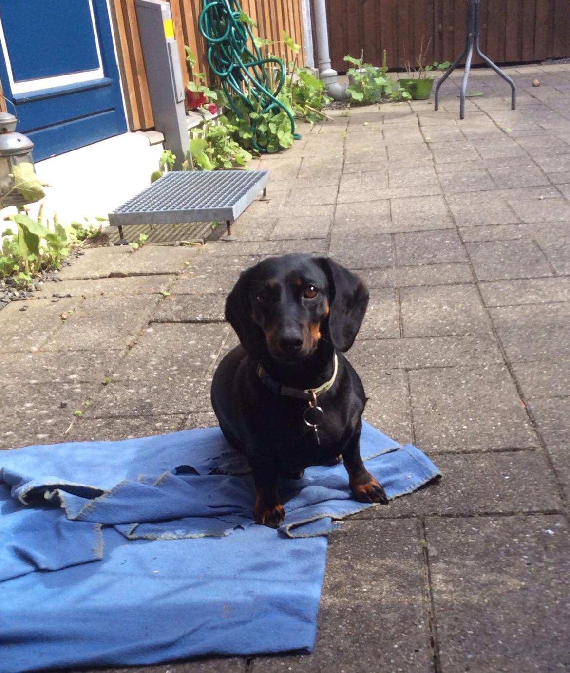 Gravhund Silje billede 6