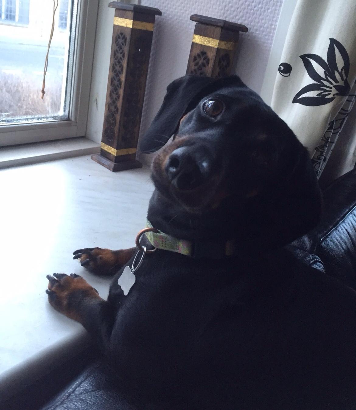 Gravhund Silje billede 7