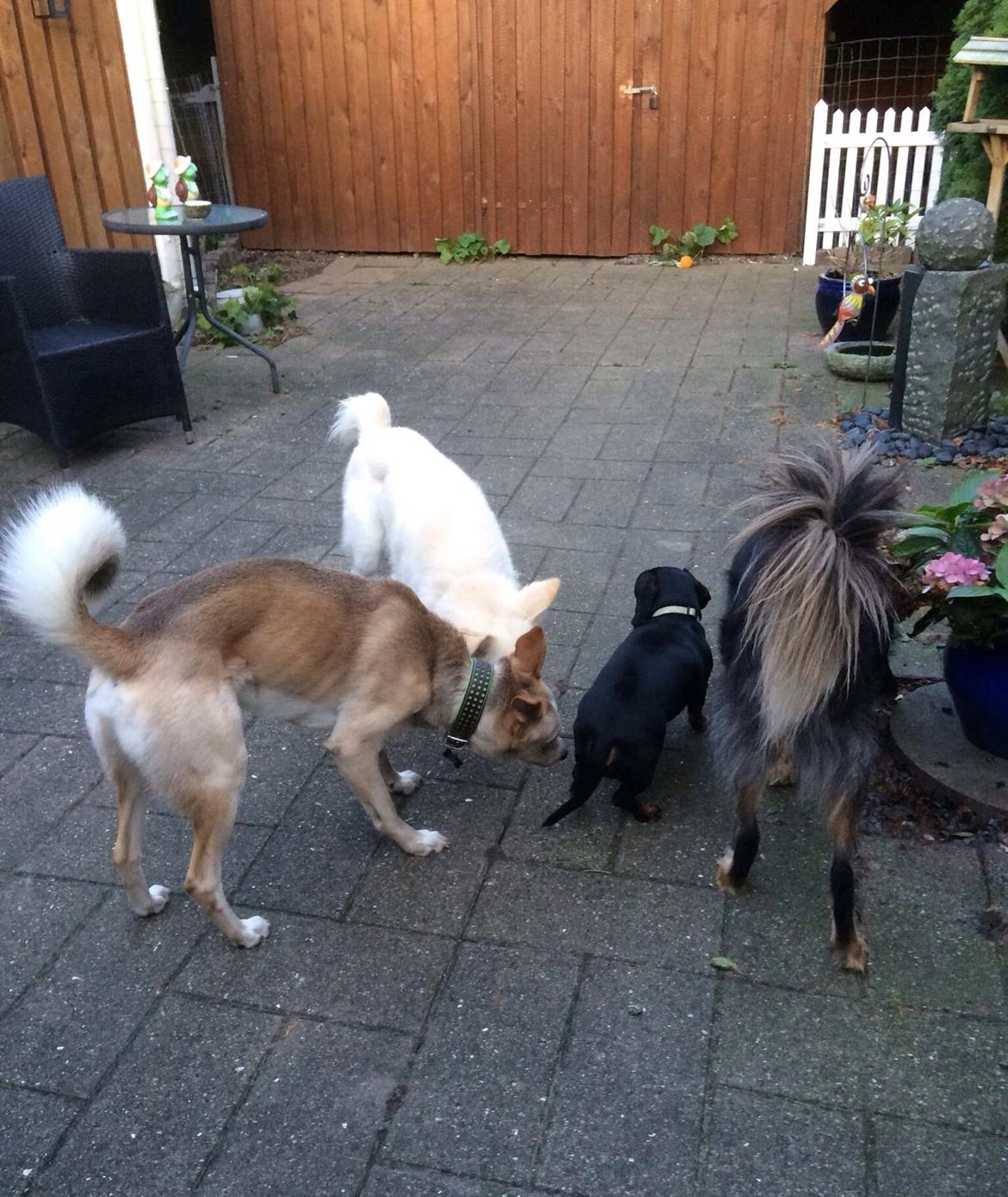 Gravhund Silje billede 12