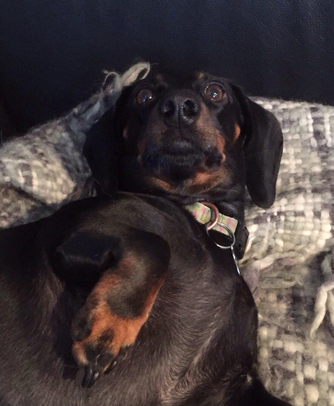 Gravhund Silje billede 14