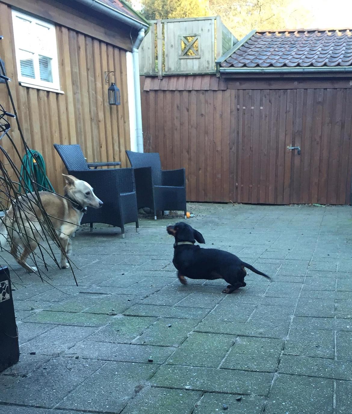 Gravhund Silje billede 11