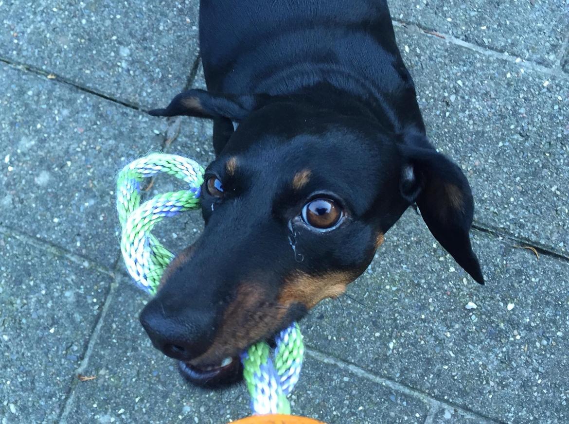 Gravhund Silje billede 17