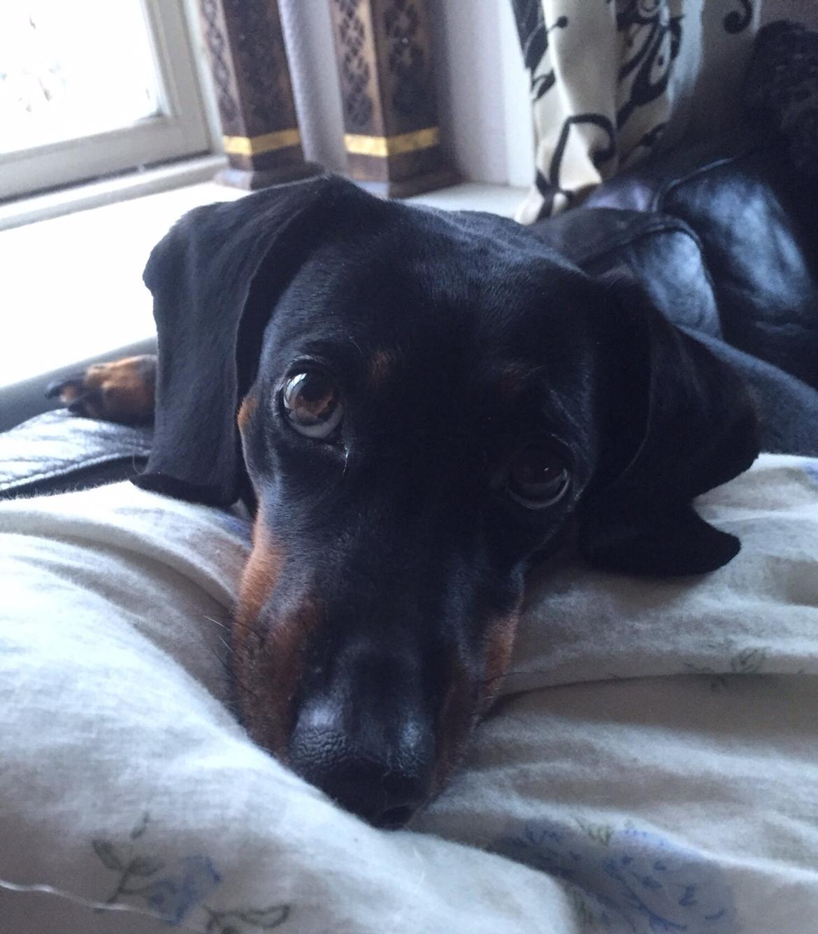 Gravhund Silje billede 18