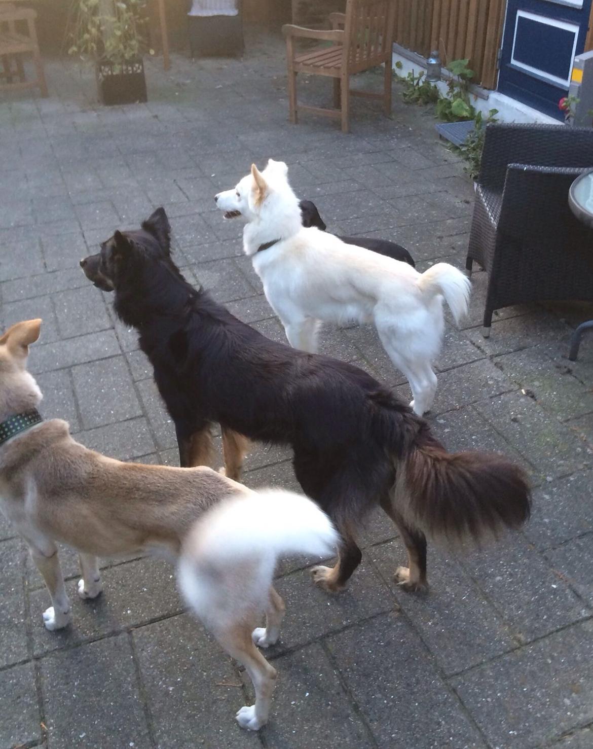 Gravhund Silje billede 19