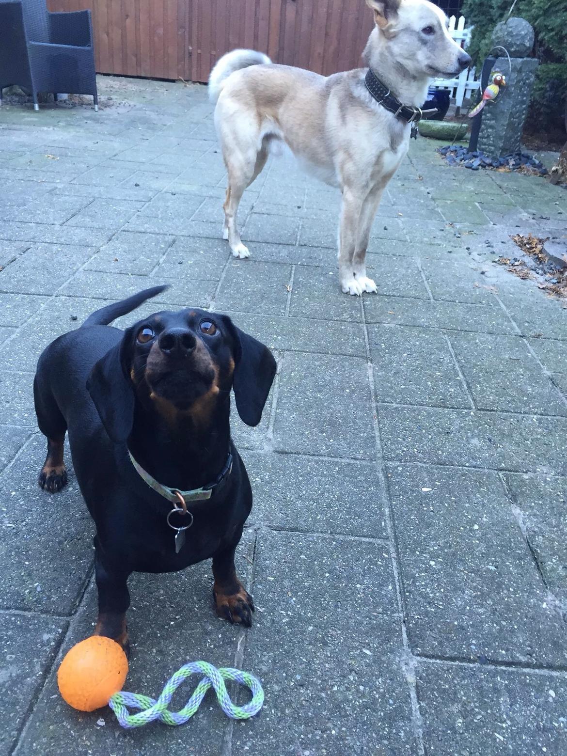 Gravhund Silje billede 13