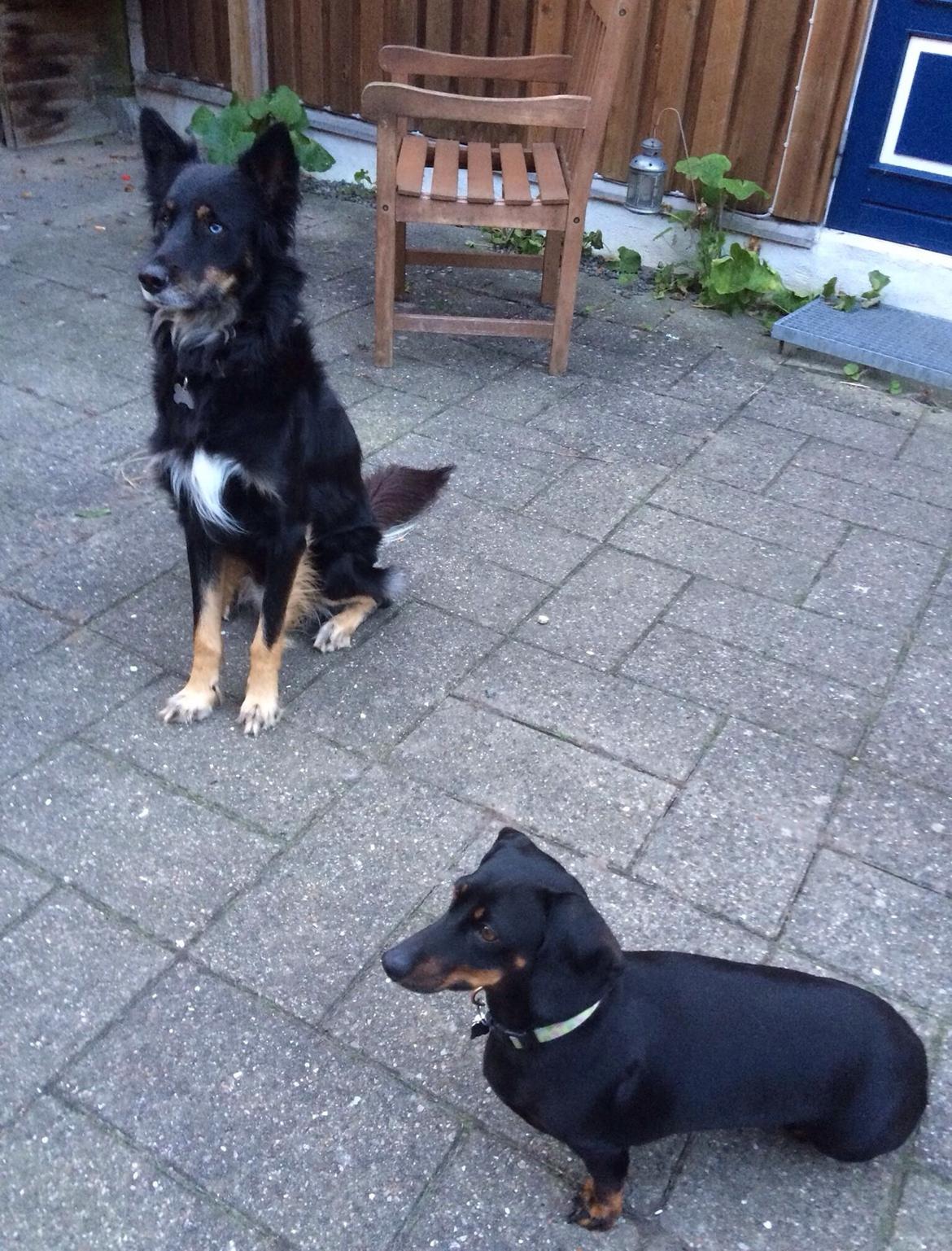 Gravhund Silje billede 15