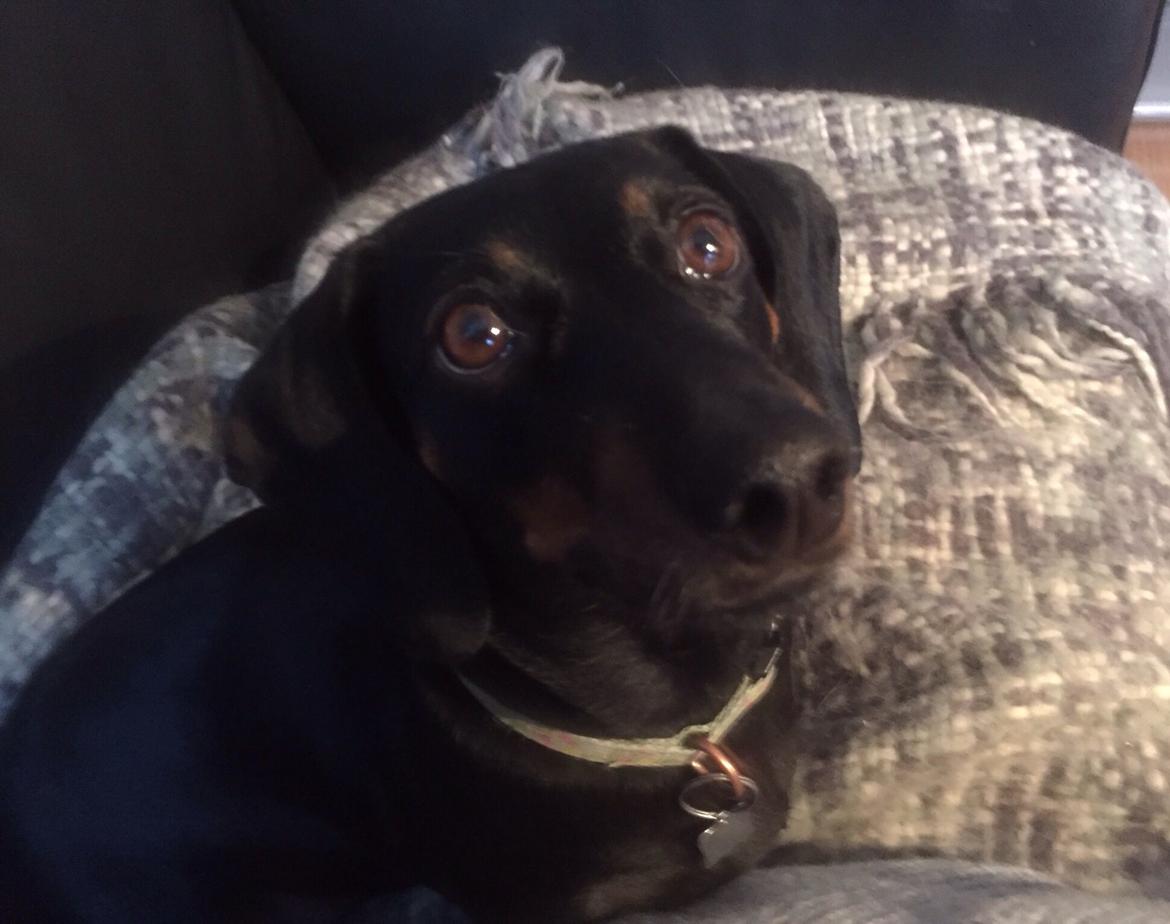 Gravhund Silje billede 21