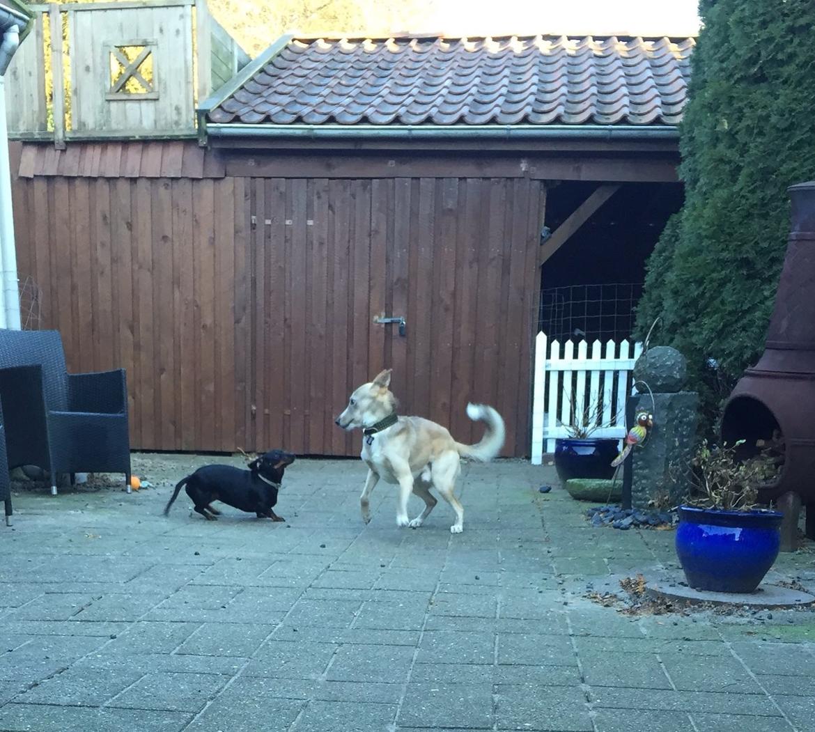 Gravhund Silje billede 20