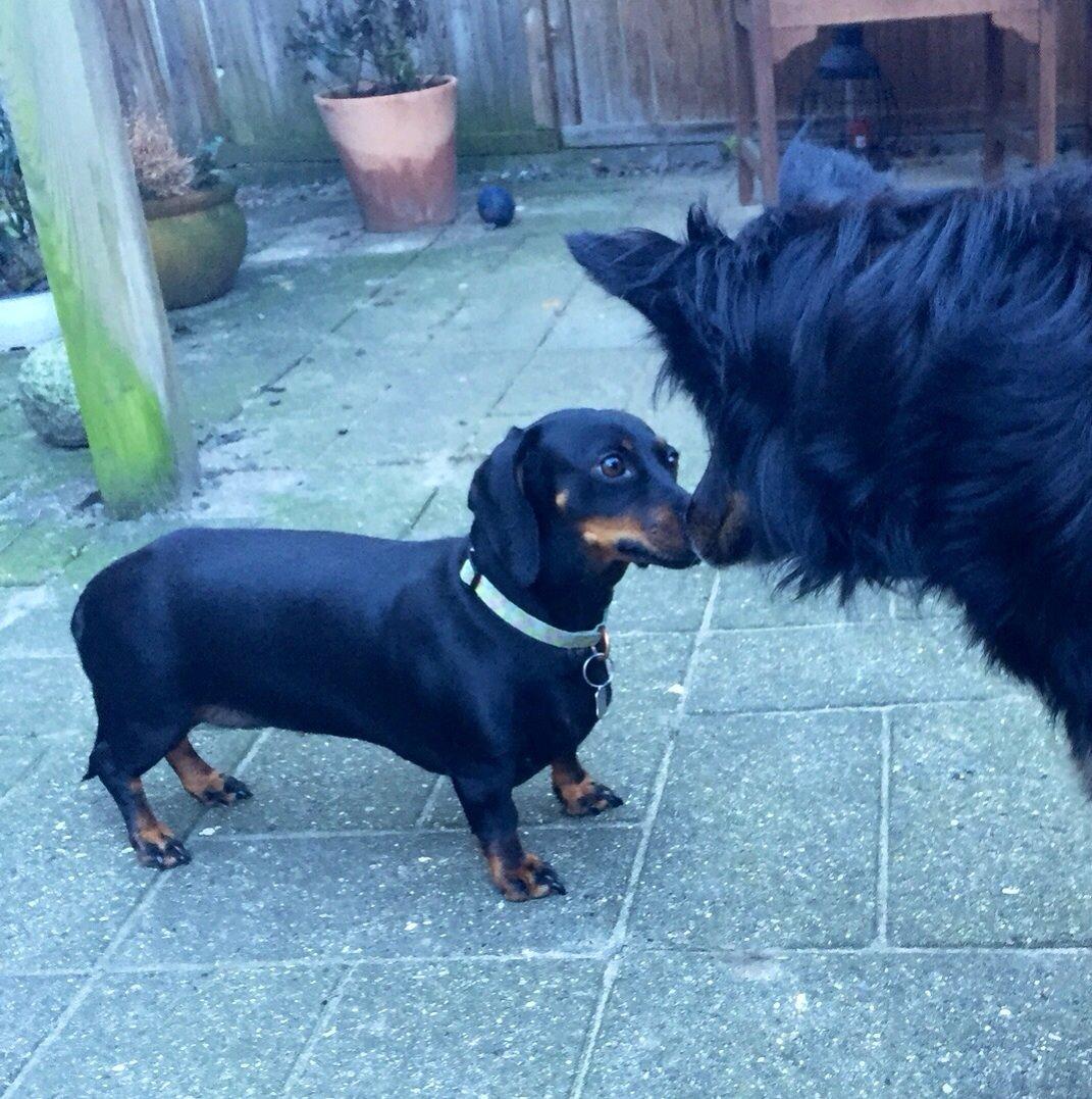 Gravhund Silje billede 22