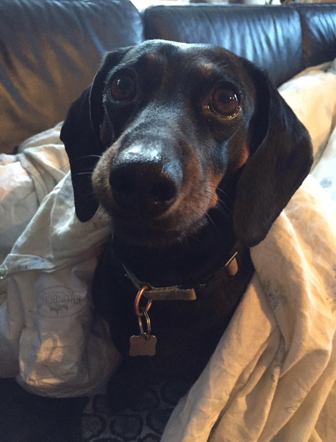 Gravhund Silje billede 24