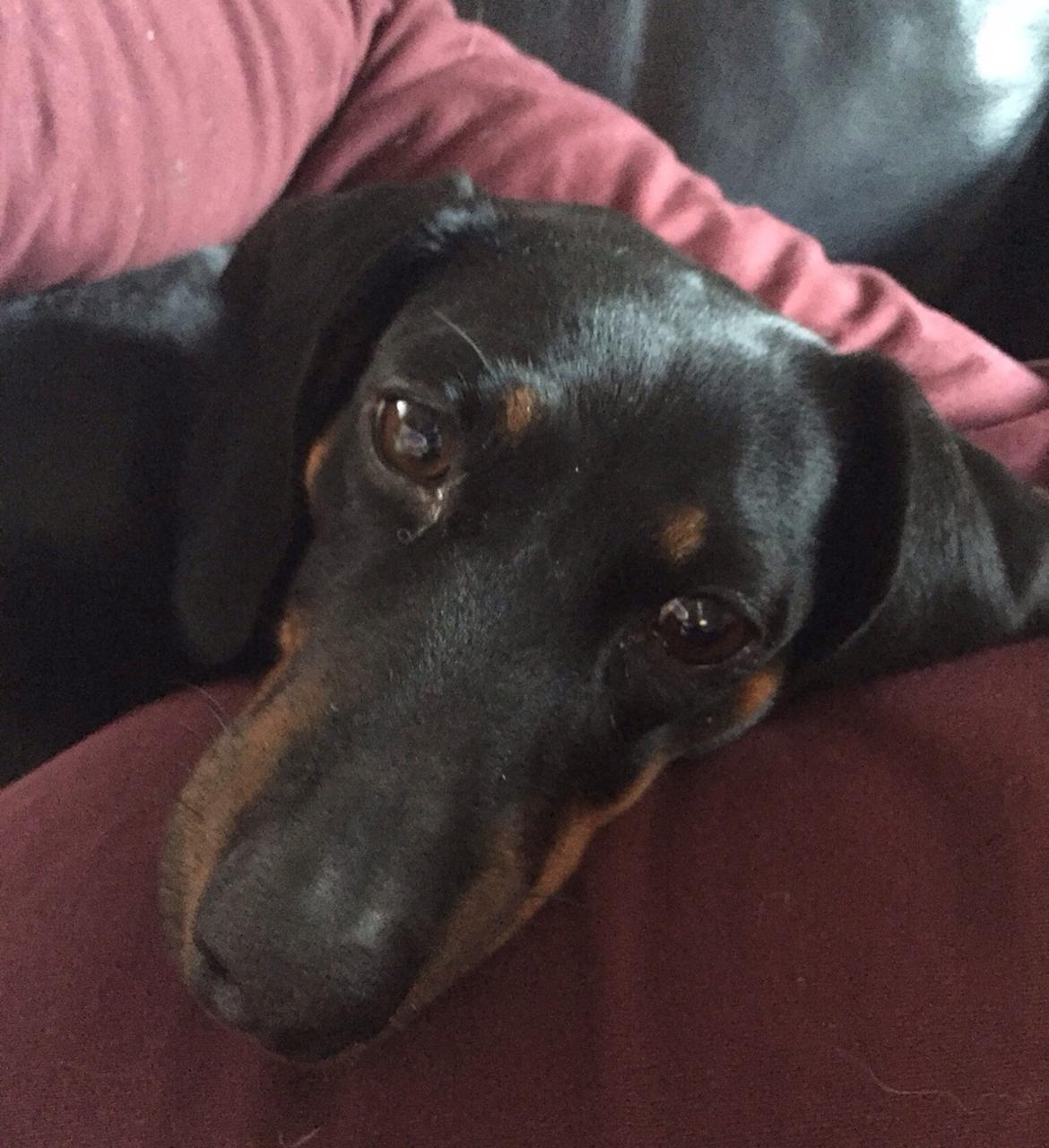 Gravhund Silje billede 9