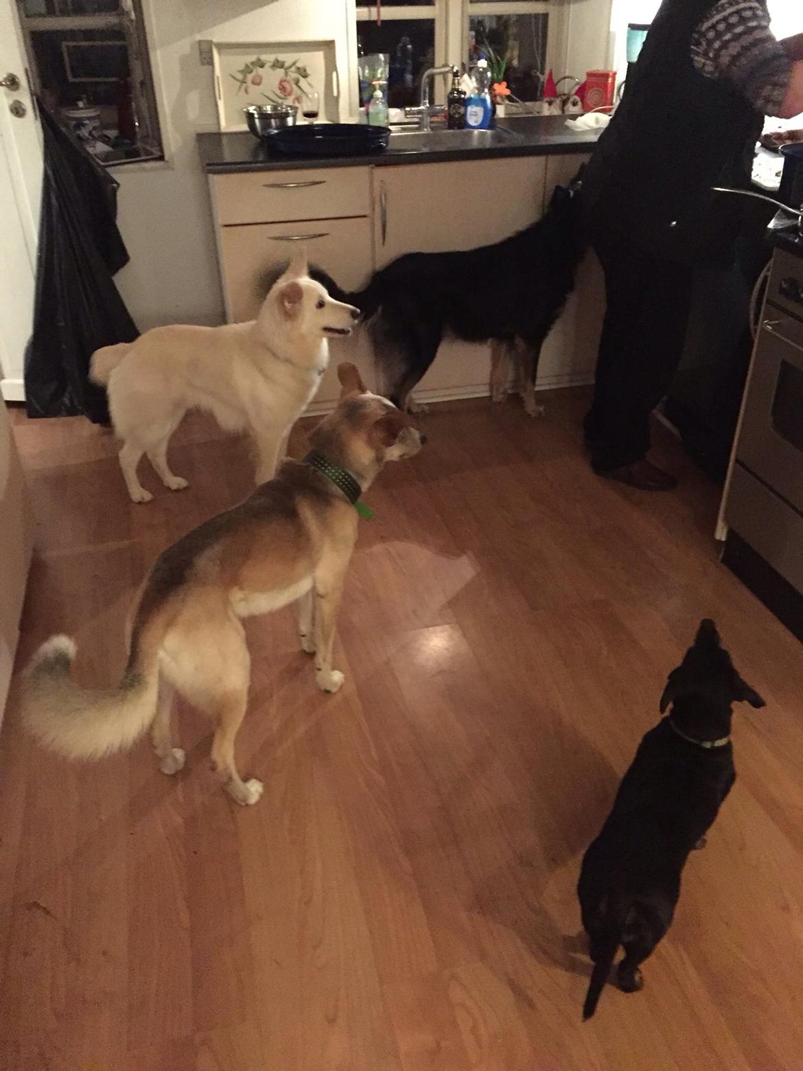 Gravhund Silje billede 16