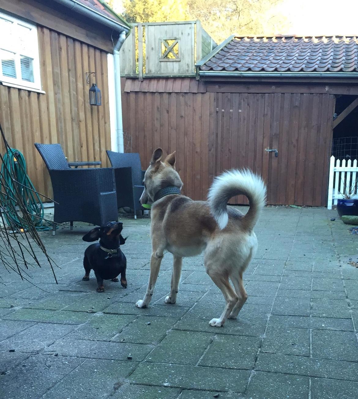 Gravhund Silje billede 25