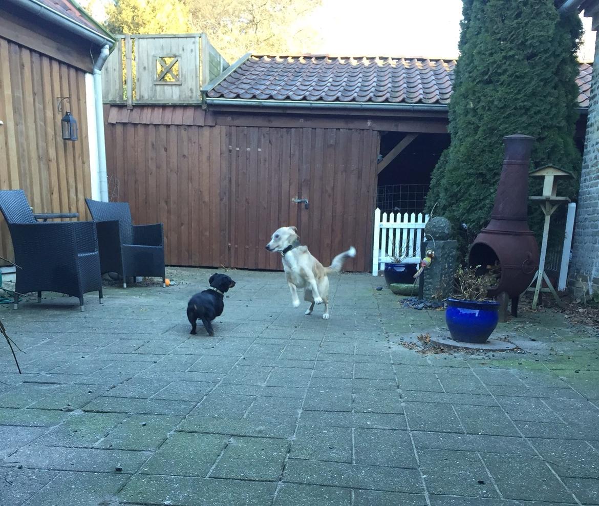 Gravhund Silje billede 23