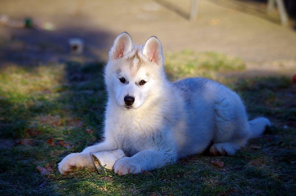 Siberian husky Girl's Talk Star'n Nordica (Penny) billede 9