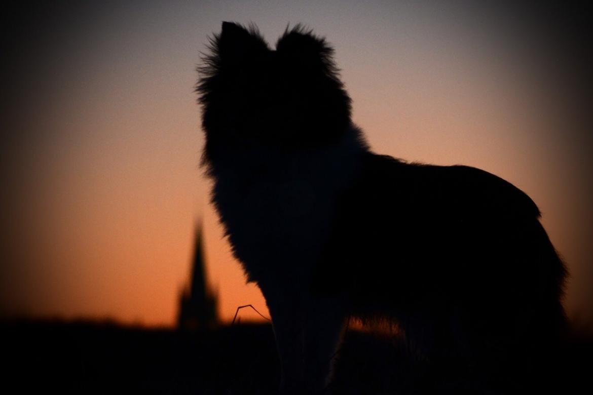 Shetland sheepdog Microgården's Zusie Q aka Esther billede 39