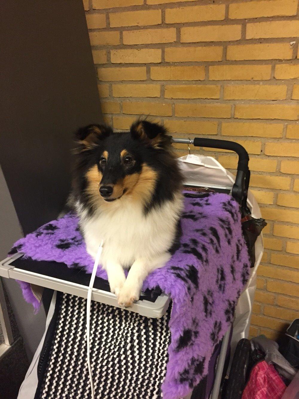 Shetland sheepdog Microgården's Zusie Q aka Esther billede 38