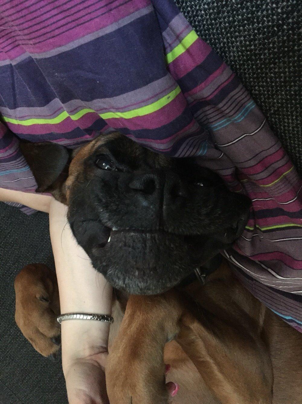 Boxer Bongo billede 2