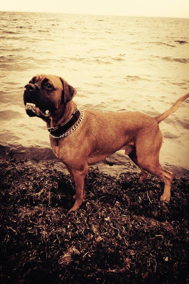 Boxer Bongo billede 1