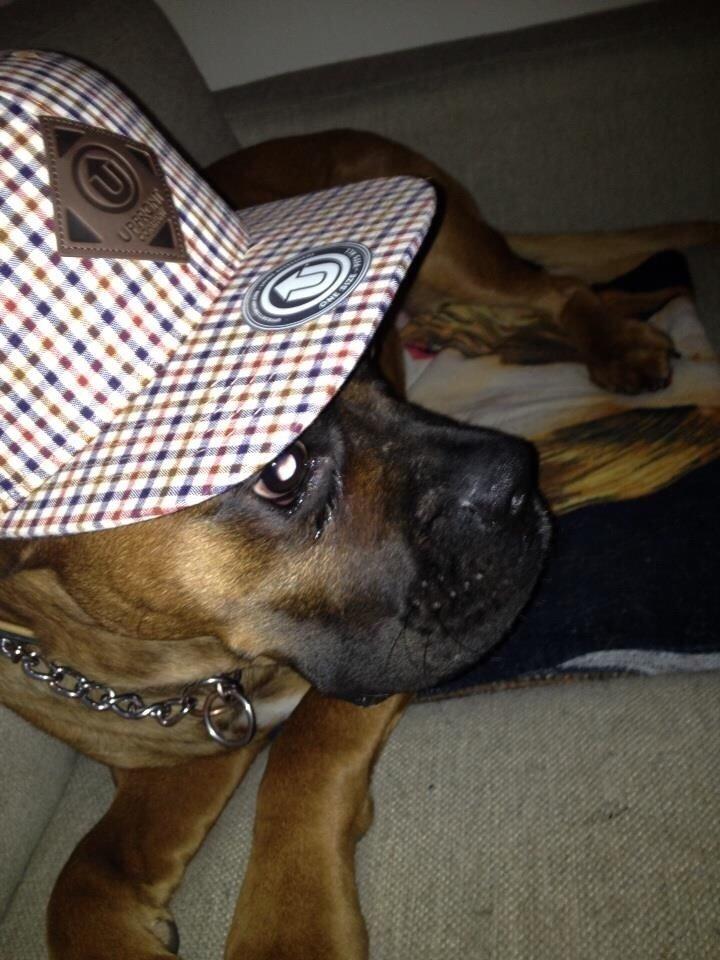 Boxer Bongo billede 4